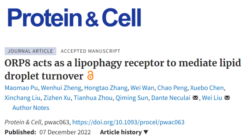 Protein&Cell杂志：集萃动物实验小鼠模型助力发现可能为脂代谢相关疾病干预治疗提供新的靶点