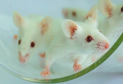 斑点鼠助力急性梗阻性肾病向慢性化演变的机制研究