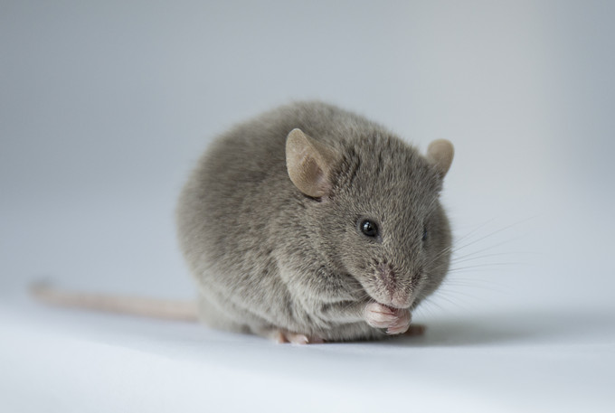 实验小鼠案例：陶亮课题组首次揭示TMPRSS2能介导索氏梭菌出血毒素的宿主入侵