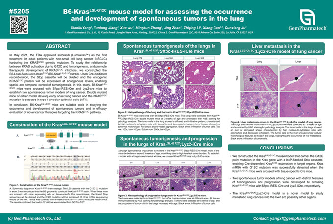 B6-KrasLSL-G12C  for assessing the occurrence  and development of spontaneous tumors in the lung 