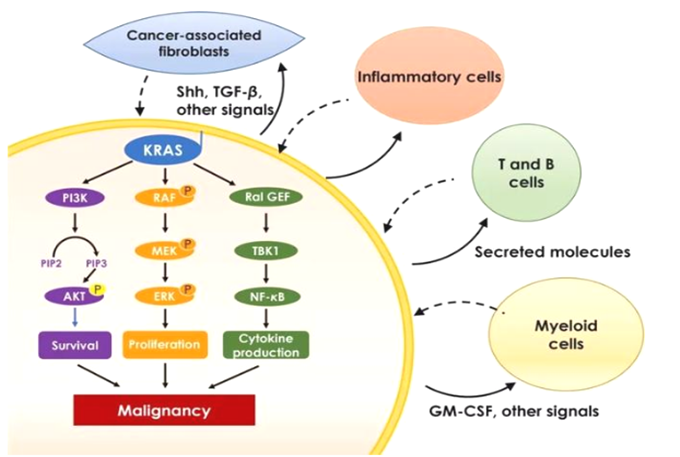 KRAS G12C突变小鼠模型助力KRAS G12C靶点抗癌新药研发