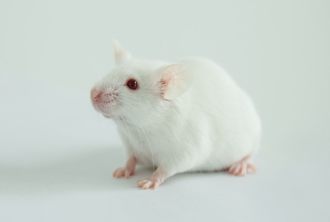 实验小鼠科研“铲屎官”常用三种小鼠模型编号方法