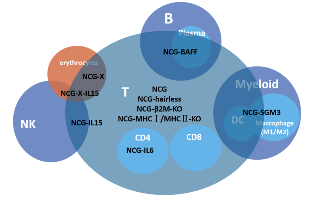 免疫系统人源化小鼠模型及药效评价：huPBMC-NCG & huHSC-NCG