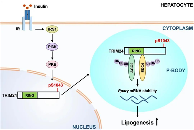 南大模式所利用TRIM24点突变小鼠模型发现肝脏胰岛素作用新机制