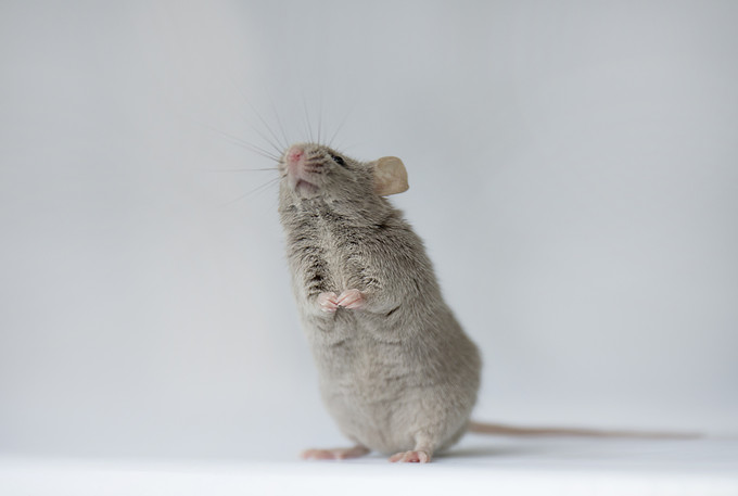 渐冻症治疗，ALS小鼠实验模型助力数个创新药物研究