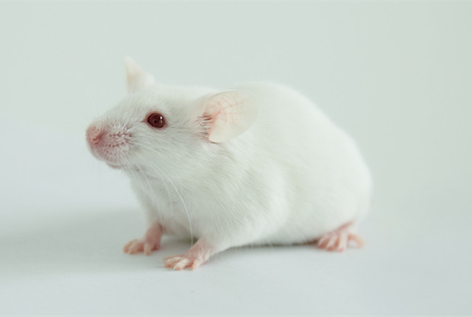 躺瘦基因“MC4R”：动物实验模型治疗助力开发抗肥胖新药物