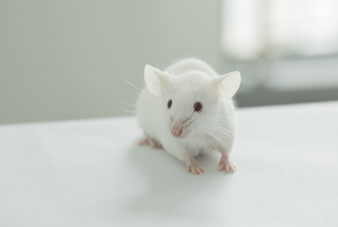 western蛋白质检测：基因敲除小鼠模型出现蛋白条带原因分析