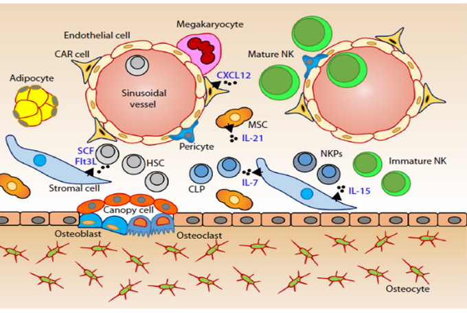 NK细胞生物免疫治疗癌症战略的非临床研究动物模型选择