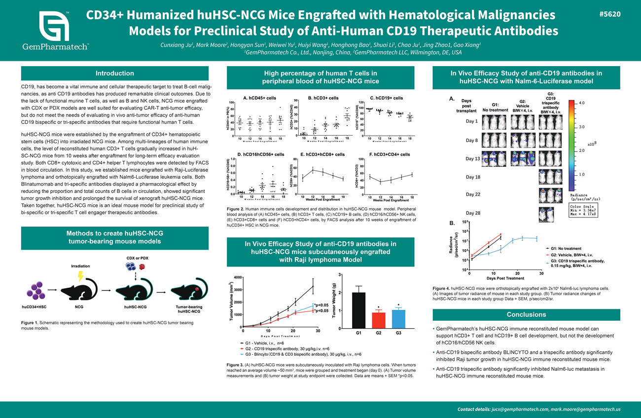 huHSC-NCG mice for study of anti-human CD19 therapeutic antibodies